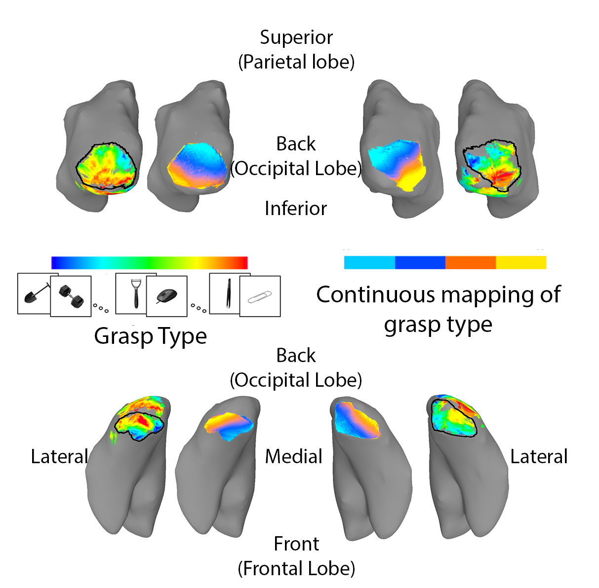 New study reveals brain 